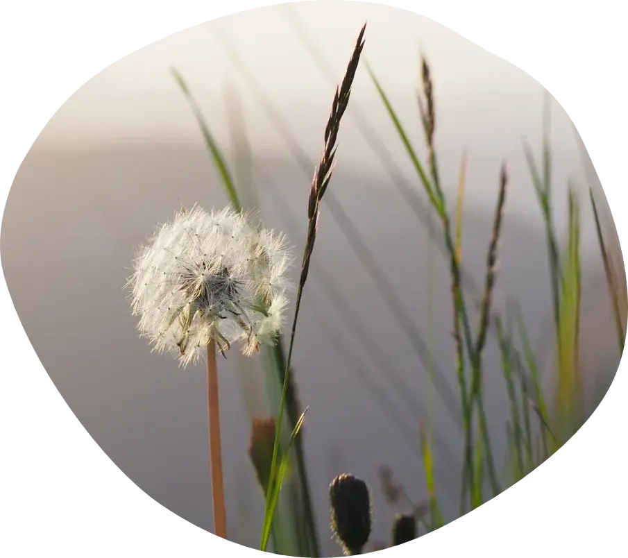 Eine Pusteblume mit Grashalmen ringsum.